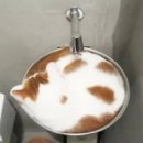 캣푸치노 이미지