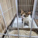 제주오름동물병원 이미지