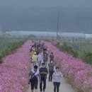 호법 코스모스길 이미지