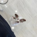 에이미 그루밍 이미지