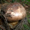 송이농장(2) 이미지