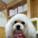 행복하개 애견샵 이미지