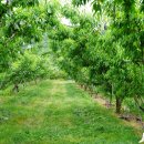 섬마을농원 이미지