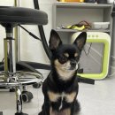 댕이발소 이미지