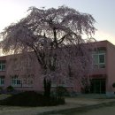 능수초등학교 이미지