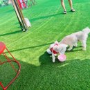 멍선생 애견카페 이미지