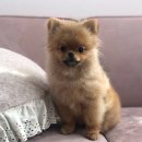 서현 동물병원 이미지