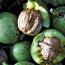 호두미디어 이미지