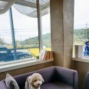 페이즌 | 아산 신정호 [애견동반]카페 페이즌 내돈내산후기