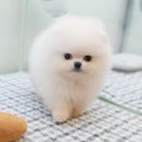 도그라이프행복분양