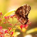 2026년 시카고 보타닉가든 Butterfly 전시에 가다.. 이미지