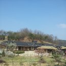 오늘은 경북 영주시 문수면 수도리를 다녀 왔습니다 완전한 봄 입니다. 이미지