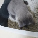 주식회사 카디날코리아 이미지