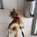 행복드림 동물병원 이미지