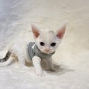 고양이분양 제나캣 화명점 이미지