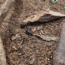 벅스패밀리 이미지