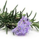 로즈마리 이미지