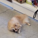 브리더독 이미지