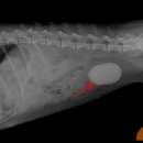 사랑우리애동물병원 이미지