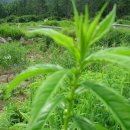 산내농장 이미지