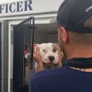 강아지마을 이미지