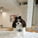화이트켄넬(white-kennel) 이미지