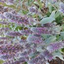 꽃, 이어라 이미지