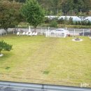 헬로우댕댕 이미지