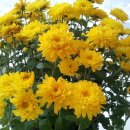 최재영한의원 이미지