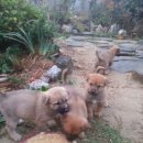 정일품농장 이미지