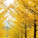 은행나무숲 입구 이미지