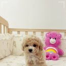 퍼피댕 안심분양소 강아지분양 애견입양 천안아산점 이미지