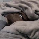 아인스동물병원 이미지