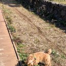 내일더예쁘개 이미지