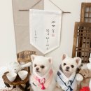 숲속앤독 | 평택실내애견카페:예쁜 포토존이 가득한 “숲속앤독” 후기