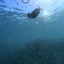 친구엄마 | 🐳🦈🐢세부 세친구투어 오캐모 후기 ( 60대 엄마랑 ) 🐳🦈🐢 내돈내산