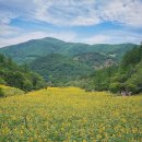 온 세상이 노랗게 물든 태백 해바라기 축제 이미지