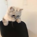 블리 블리 이미지