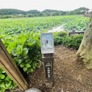 회산백련지 소공원 이미지