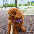 예쁘개# 애견미용실 이미지