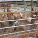 수이목장 이미지