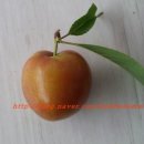 복희 농장 이미지