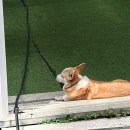 금정-6 | 부산 금정산성 카페 아이리 후기 | 6개월 아기와 토끼 보러 다녀온 숲속 카페