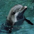 돌핀 이미지