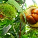 가을이네 이미지