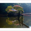 꿈의 정원 이미지