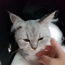 개밥주는고양이 이미지