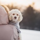 안성동물의료센터 이미지