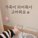 모찌냥 | 🐾 도비 분양후기 💌