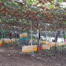 참다래농장 이미지